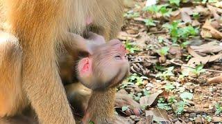 可怜可怜的孩子小猴子萨克得了重病奄奄一息