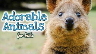 Cute, ADORABLE Animals  | Which one's the CUTEST?  