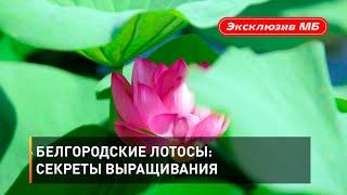 Белгородские лотосы: секреты выращивания