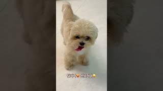 #반려견 #말티푸 #말티푸토리 #maltipoo #토리의하루 #puppy #cutedog #pets #강아지