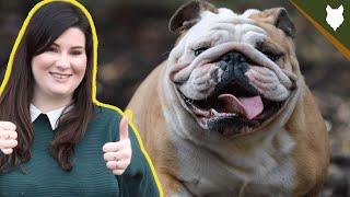 How Much Does A ENGLISH BULLDOG Cost?