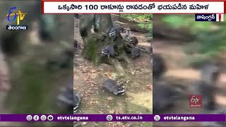 Woman Left Her Home After being Attacked by Raccoons | రాకూన్ల దెబ్బకు ఇళ్లు వదిలిపారిపోయిన మహిళ