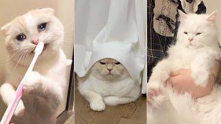 Funniest Cats | Don't try to hold back Laughter | Cutest Lands Part 46