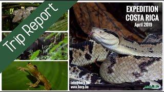 Reptiles & Amphibians of COSTA RICA (Herping Expedition 2019)