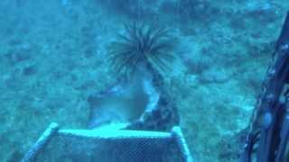 CuraSub Submarine Dive - Substation Curacao 2013