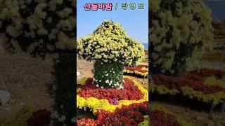 산들바람 바이올린 / 강영모