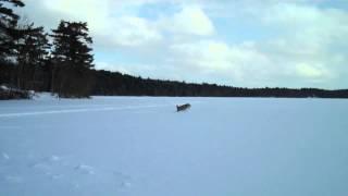 Monty The Miniature Schnoodle Playing In The Snow