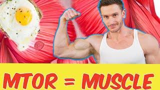 mTOR Science- Muscle Growth vs. Longevity