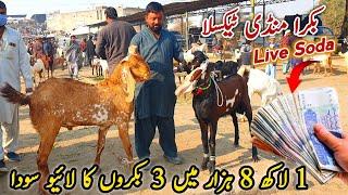 Live Soda Bakra Mandi Taxila Latest Update 20 December 2024 | Bakra Eid Qurbani Season 2025