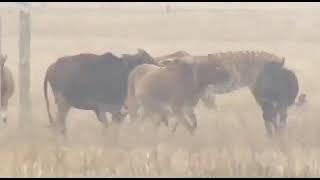 Wild tiger walking between herd of cows and crowd of people