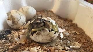 Eclosion d'un bébé tortue terrestre