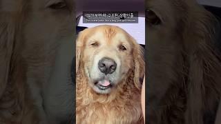 물놀이가 그렇게 좋아? 럭키 한 살 때쯤 한겨울 얼음물에 뛰어드는 모습에 다짐했어 이 녀석 평생 물놀이는 책임져야겠다 북한강 남한강 소양강 동해바다 서해바다 계곡들 많이도 다녔다