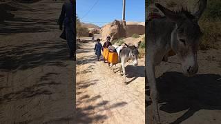 با این خر حرکت به سمت کاریز آب | With this donkey, move towards water kariz