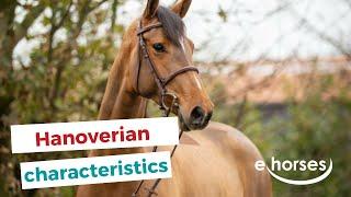 The Hanoverian horse I characteristics, origin & disciplins