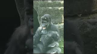 Gorilla Baby Fun #gorilla #viral #viral #youtubeshorts #shortvideo #trending #animals