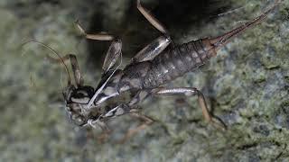 True stonefly (Perla abdominalis) larval skin - 3 cm/Óriás álkérész (P. abdominalis) lárvabőr - 3 cm