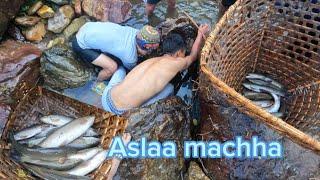 Fishing  in #himlayan River of #nepal #aslaa machha ||traditional way||#countryside part 2 