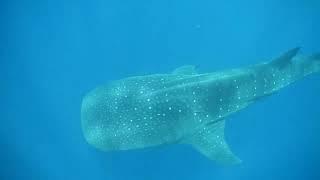 Mexico 2023 - Whale Shark Watching