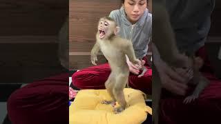 So adorable baby monkey feeling lovely that mummy take care and sharing food to eating delicious