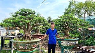 Bonsai Hoàng Tấn 25/12 #0975282803 | Giới thiệu khu vườn & chào bán nhiều loại cây cảnh đẹp