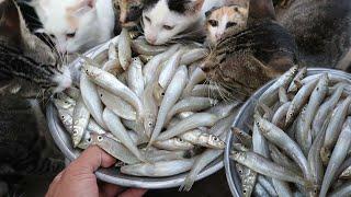 Many Cat eating raw, Feeding Hungry cute Cats The Gohan Dog Ans Cats