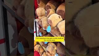Welcome to the Capybara Plush Paradise...   #cute #capybara #plushtoys