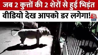 Viral Video: Gujrat के अमरेली में 2 कुत्तों से हुई 2 शेरों की भिड़ंत, रोमांचक वीडियो आया सामने, देखें