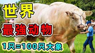 世界10種最強壯動物，100只大象加一起都不是對手，輕鬆推動1000倍自身體重。|#世界之最top #世界之最 #出類拔萃 #腦洞大開 #top10 #最強動物