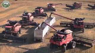 46 Billion Pounds Of Canola Are Harvested To Produce Oil This Way | Farming Documentary