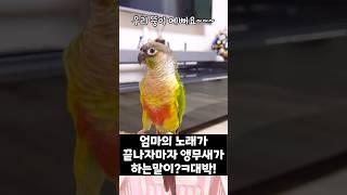 엄마의 노래가 끝나자마자 앵무새가 하는말?! #shorts #말하는앵무새 #앵무새 #뚱이