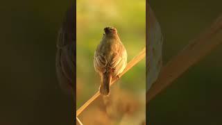 The paddyfield warbler|watch this beautiful bird#youtube #nature #birds #shorts