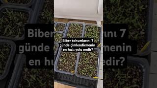 Biber tohumlarını 7 günde çimlendirmenin en hızlı yolu nedir?#tarım #tarla #doga #çiftçi #organik