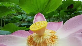 Quá trình hoa sen nở (lotus bloom process)