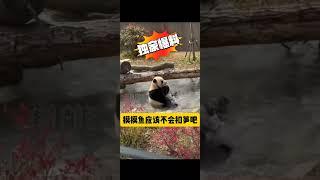 #国宝不愧是国宝 搞笑 等下班的摸鱼熊猫宝宝 你说她上班图的是那份社保吗