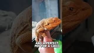 Bearded Dragons Are The Best Pet Reptile!  #shorts