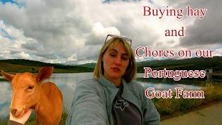 Buying Hay and Chores on our Portuguese Goat Farm