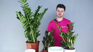 Заміокулькас  (Zamioculcas Zamiifolia). Догляд та секрети поливу.