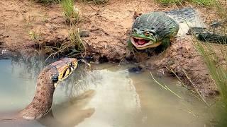 This Monster Frog Will Eat Anything! African Bullfrog in Action!