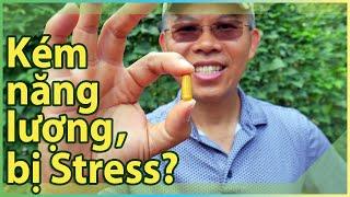 Kém năng lượng, bị Stress? Vitamin B-Complex đa năng.