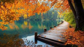 Tranquil Healing with Autumn Scenery 4K  Beautiful Relaxing Music for Stress Relief ~ Cozy Autumn