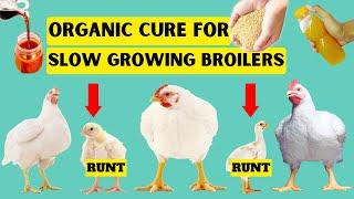 CURE SLOW GROWTH IN BROILERS IN 2 WEEKS | NATURAL CURE FOR POOR GROWING BROILER (RUNTS)