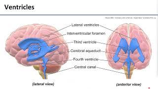 LO9 Ventricular System and CSF