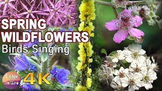 4K 🟡 30 Min Relax 003 - Spring Wildflowers - Birds Singing - Relaxing Nature Sounds