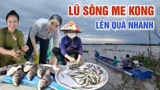 LŨ SÔNG ME KONG LÊN QUÁ NHANH - MIỀN TÂY NGUY CƠ NGẬP SÂU BÀ CON CHỢ TÂN HỒNG VỪA MỪNG VỪA LO