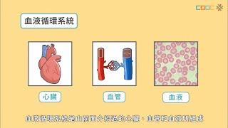 108新課綱｜七上生物｜【觀念】人體內的血液循環