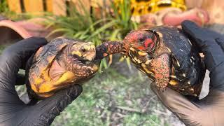 Redfoot tortoise vs cherryhead tortoise what is the difference ?