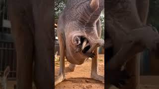 Baby Kangaroo Love His Mom Belly