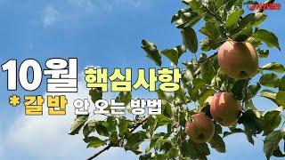 [사과재배] 10월 사과/부패병 많은 이유/오늘 드리는 이 짧은 말씀이 미래 사과농사 혁신에 기여할것인가