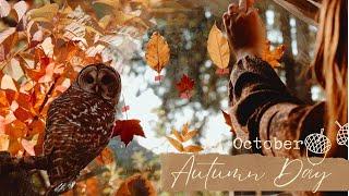 An October Autumn Day   finding fall colors, dipping leaves in beeswax & my owl friend is back!