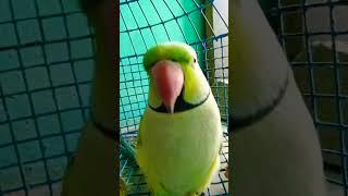 parrot  mithu Jann ️️  #reels #shortsviral #reaction #bird #viral #youtubeshorts #love #parrot